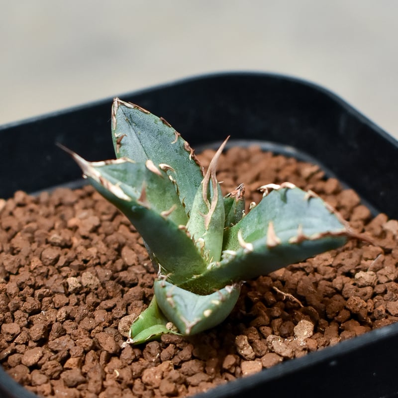 アガベ チタノタ 鳳凰 フェニックス #020 アガベ チタノタ フェニックス