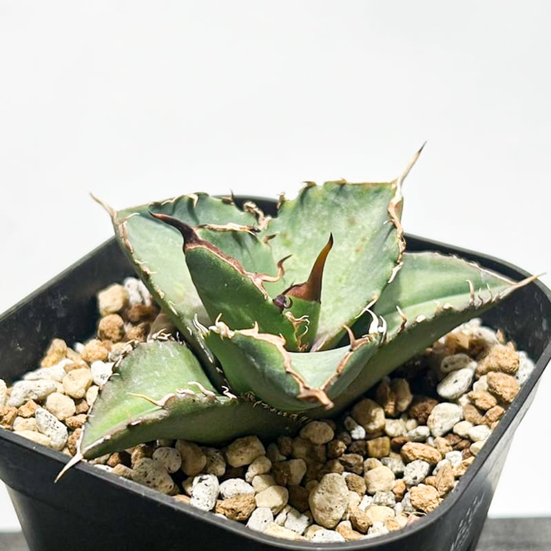 アガベ　チタノタ大黄蜂バンブルビー中株 期待値は高いが、成長が緩慢なバンブルビー🐝 秋の成長期