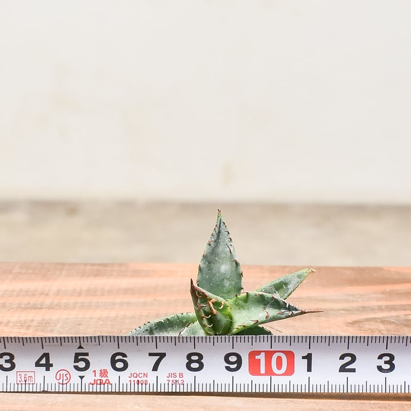 ジ*ナ様 アガベ　ハイブリッド株　エボリスピナ×ブラック&ブルー ユタエンシス エボリスピナ×ブラックアンドブルー