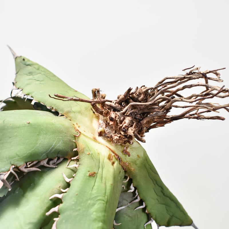 【親株】アガベチタノタ　猟豹　チーター　ドラゴンアガベ産 アガベ チタノタ 猟豹/ Dragon Agave産 ct-02 | アガベ専門店