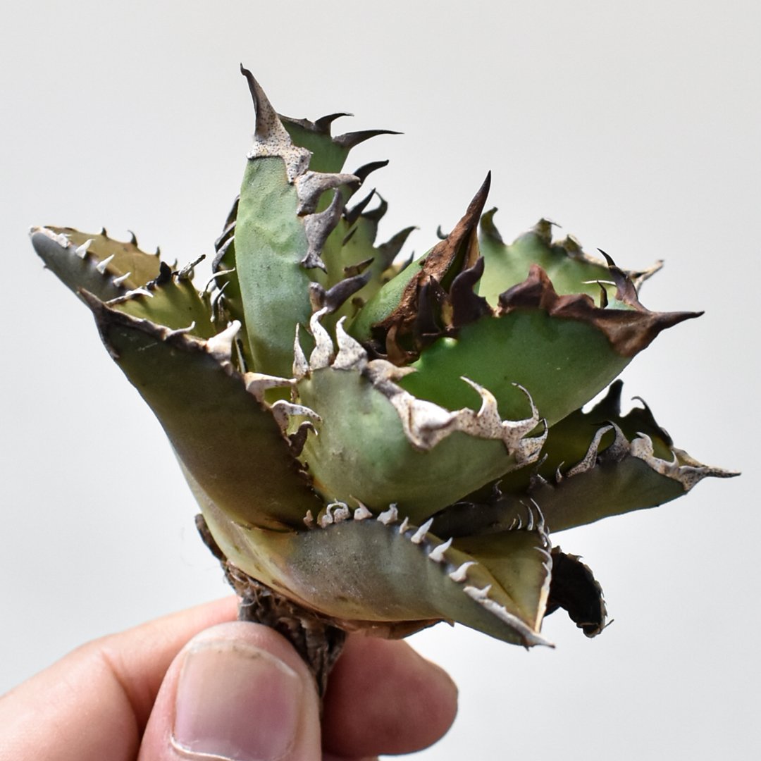 チタノタ　アガベ　台湾Lize産　レッドキャットウィーズル 紅猫 アガベ チタノタ 