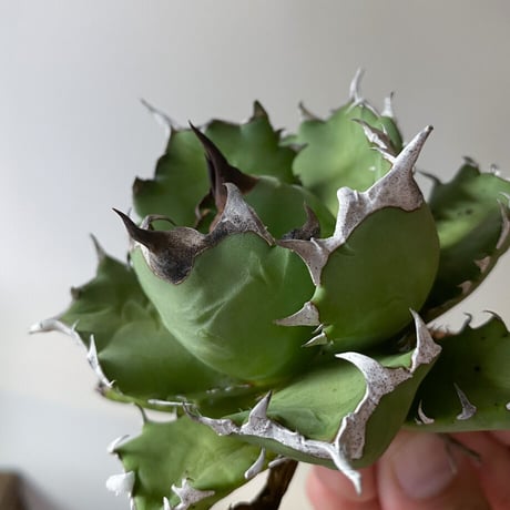 チタノタドワーフ | STORES 