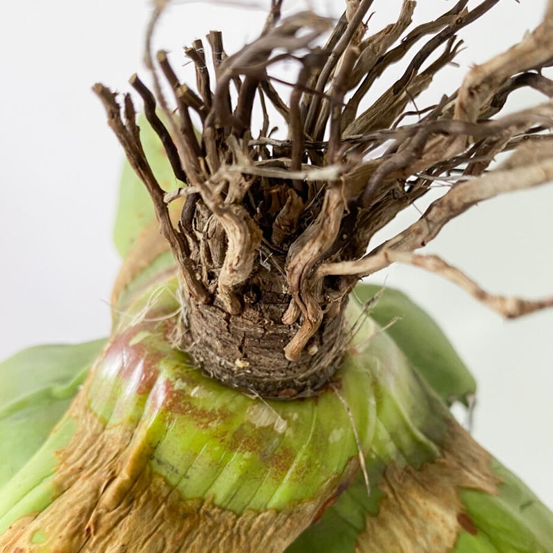 アガベ fo076 old チタノタ　オールド アガベ fo076 old チタノタ オールド アガベ・チタノタ FO076/オテロイ