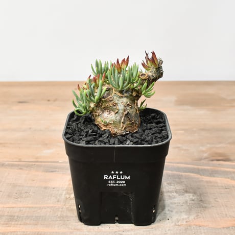 チレコドンレティキュレーツス　万物想　発根済 チレコドン レティキュラーツス 