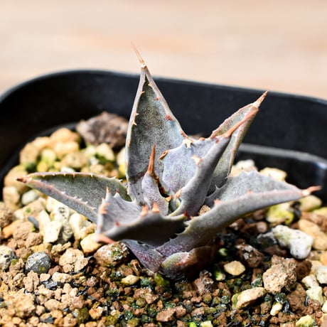 アガベ ハイブリット "邪霊" (特白肌怒雷神×血妖) 【台湾huplants2010産/子株販売】RF25012066
