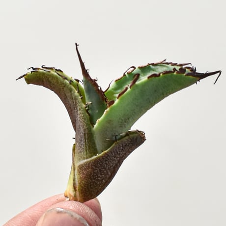 CATEGORY アガベ チタノタ 黒犀牛 | RAFLUM / ラフラム｜東京