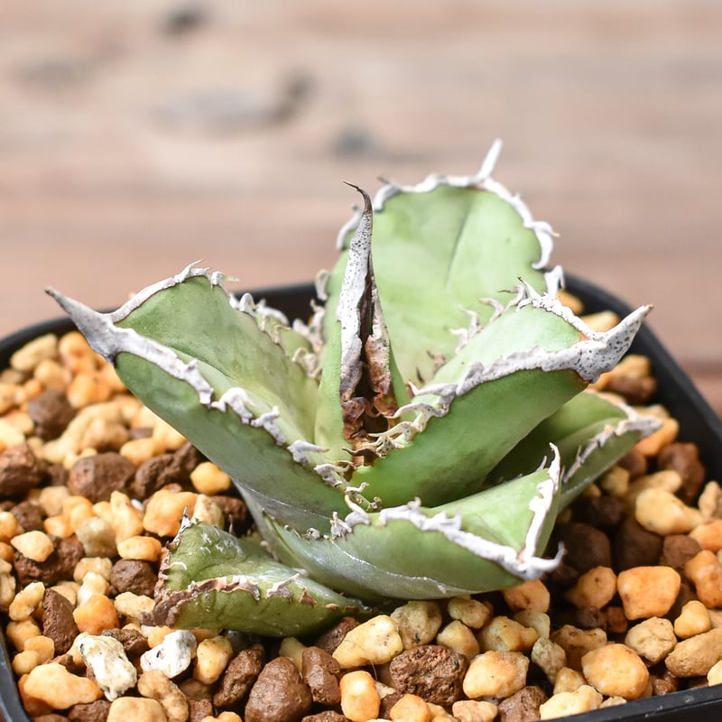 アガベ チタノタ 