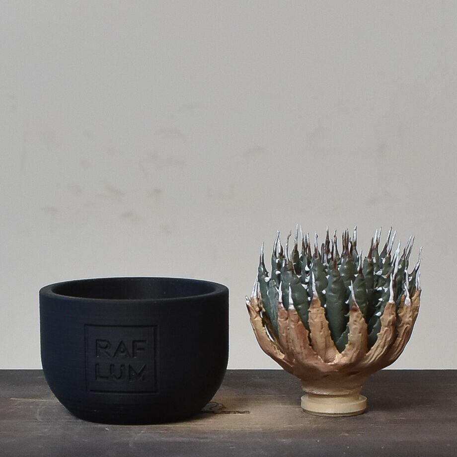 植物フィギュア】RAFLUM × LOBINDON【Agave utahensis var.
