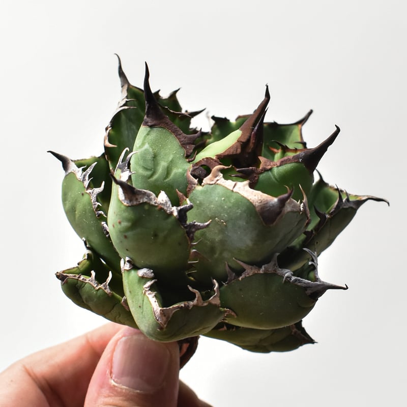 アガベ チタノタ 