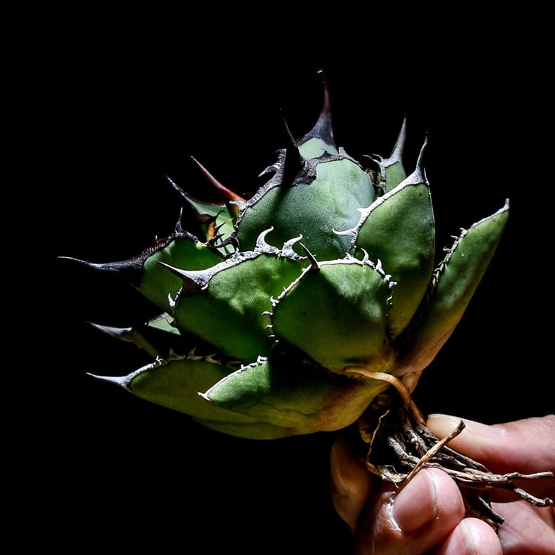 アガベ チタノタ パンダ 