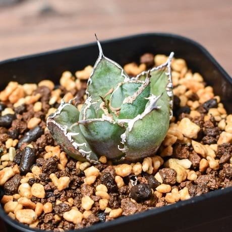 アガベ　fo-076 宝株　白中斑 アガベ「王妃雷神錦」（”Ouhi Rajin”）白中斑の成長記録＆育て方