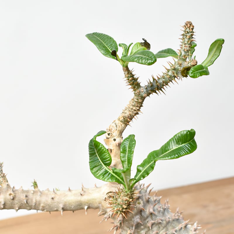 RAFLUMコレクション】パキポディウム アンボンゲンセ 