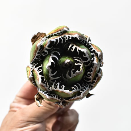 アガベ 精品ホリダ "精品狂刺霍利達"【台湾 dragon agave産/中株/抜き苗】C131
