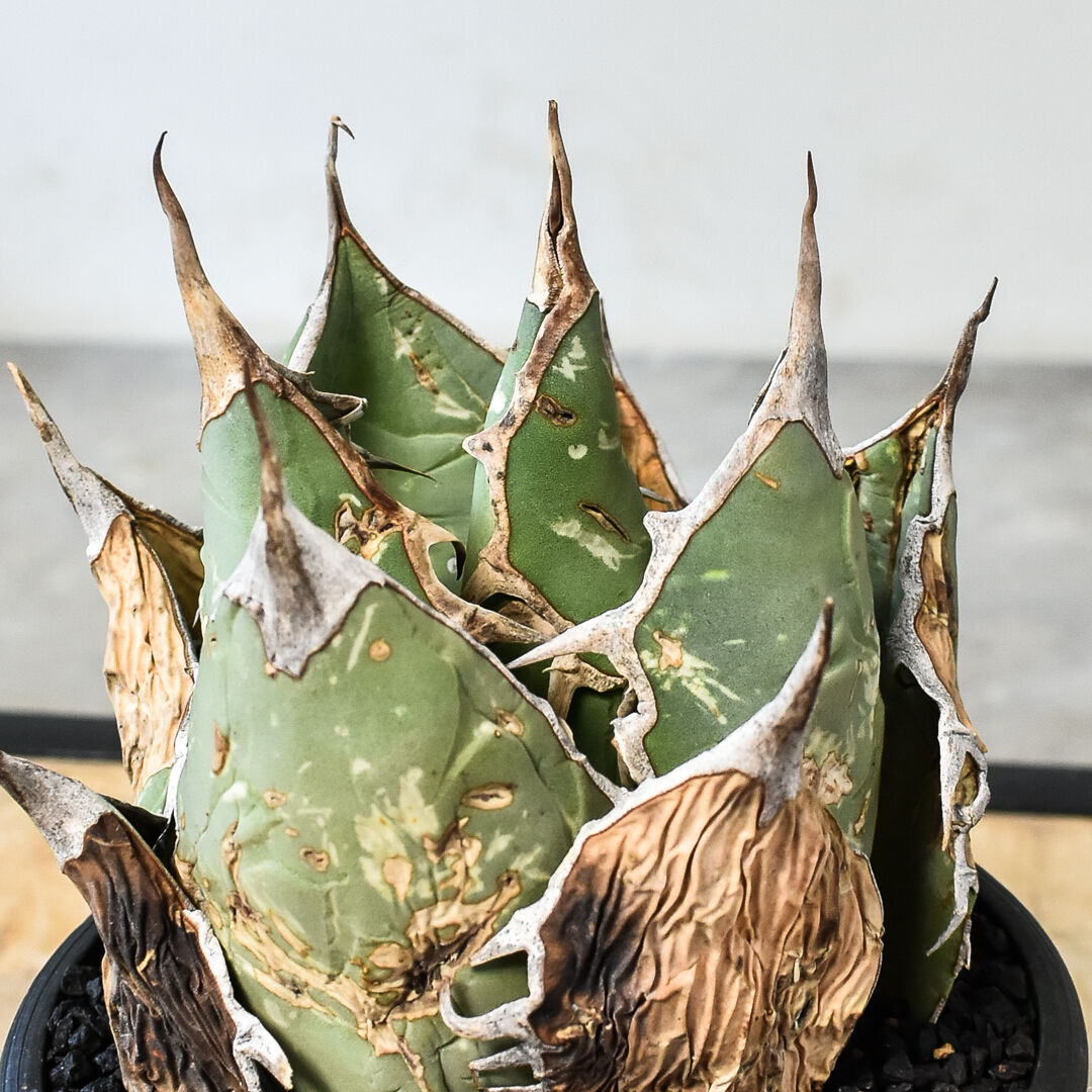 アガベ キングギドラ 龍球会産 【公式通販】