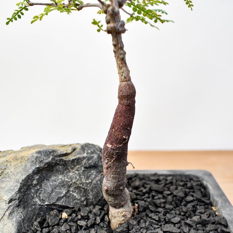 Fenrir オペルクリカリアパキプスとグラキリス WACK】オペルクリ