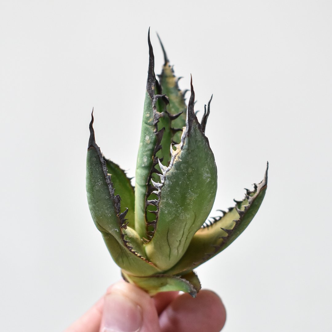 agave 緋紅牡丹 子株 アガベ ⑨ （agave 数多く 緋紅牡丹 子株 アガベ  