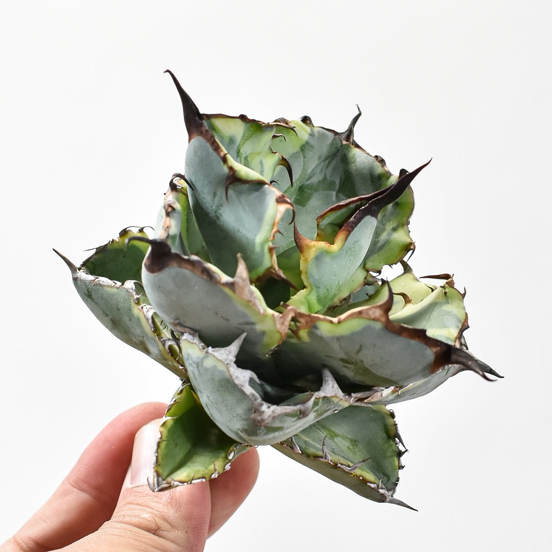 アガベ★チタノタ ＢＢ錦（ブルーダイヤモンド） 黄覆輪 アガベ チタノタ 