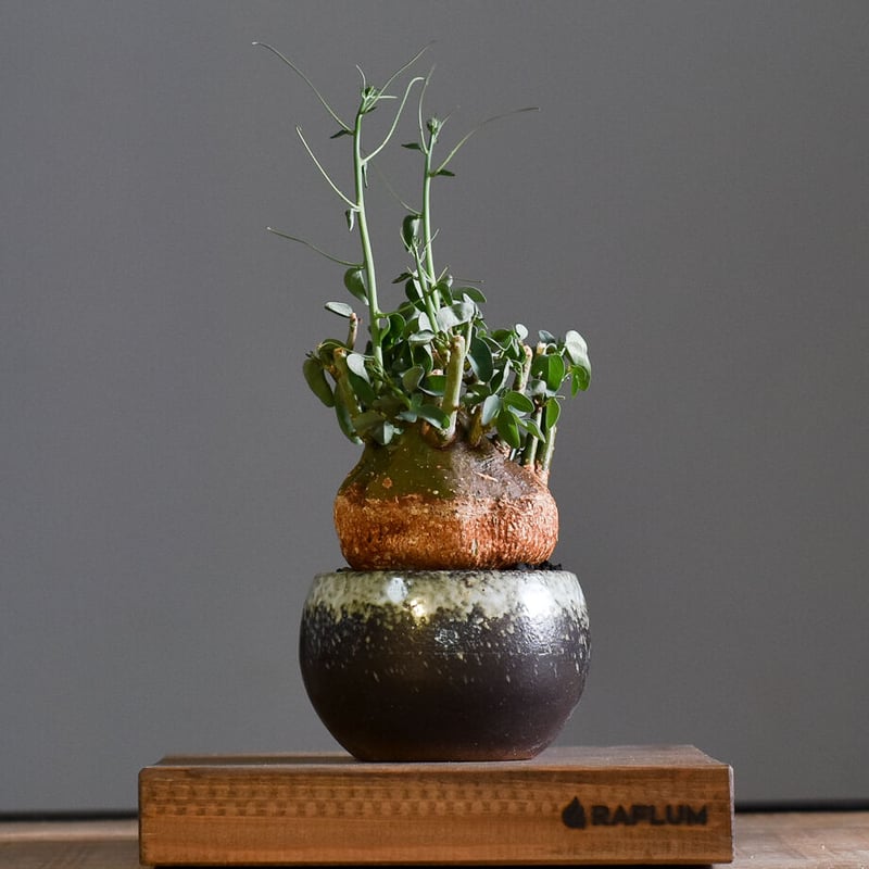 アデニアスピノーサ【人気急上昇！！希少なこんもり株を厳選しての販売