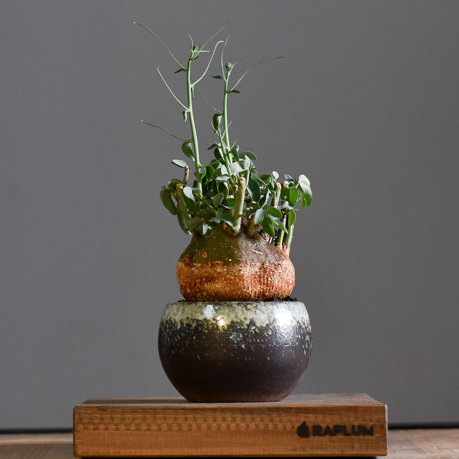 アデニアスピノーサ【人気急上昇！！希少なこんもり株を厳選しての販売