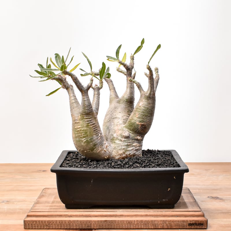 【たこ】　パキポディウム グラキリス Pachypodium Gracilius - パキポディウム・グラキリス – VALIANT