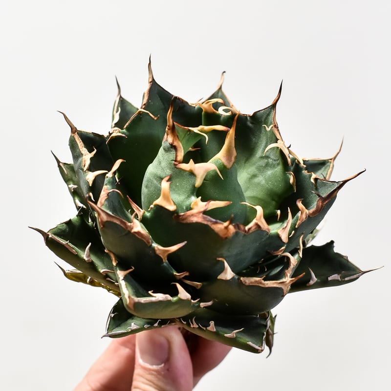 アガベ チタノタ 