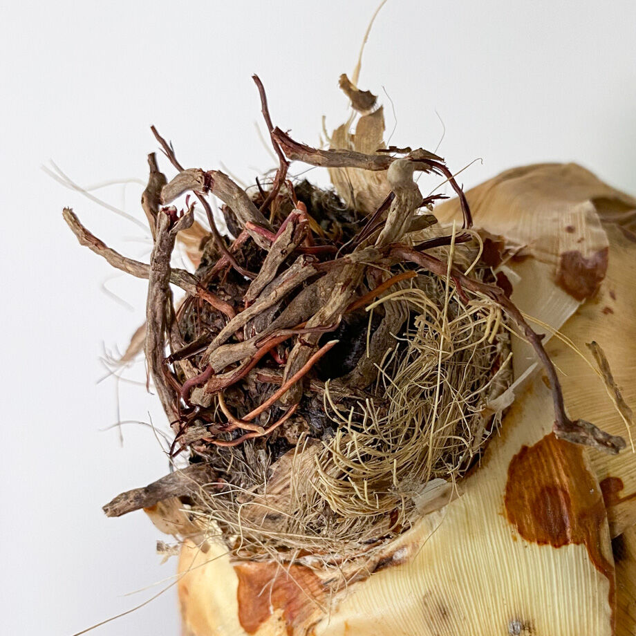 アガベ ユタエンシス エボリスピナ （抜き苗販売）RF22913 | RAFLUM