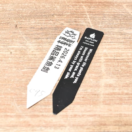 アガベ チタノタ  精品シャークソード "精品鯊魚劍" 【台湾 dragon agave産/中株/抜き苗】C95