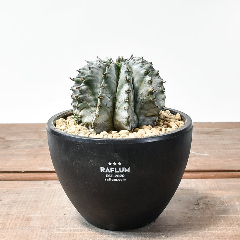 ユーフォルビア ホリダ 