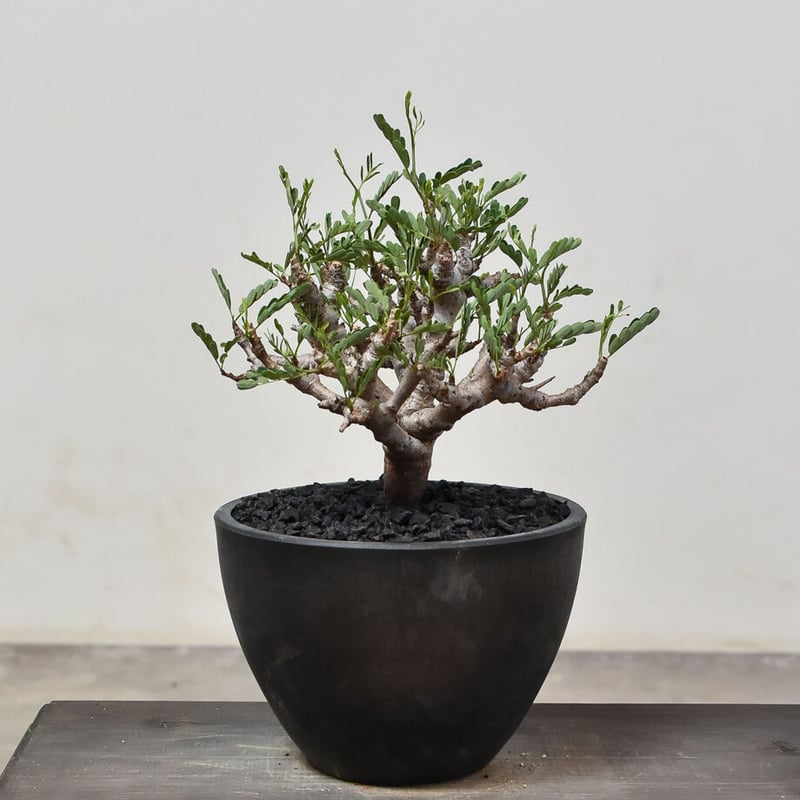 センナ メリディオナリス （発根済み）RF231521 | RAFLUM