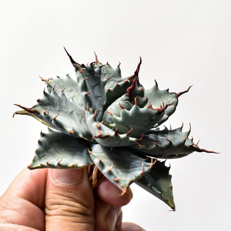 アガベ ハイブリット 特白肌怒雷神×象牙妖炎（陽炎エボリ）【台湾botanical_seeker産/選抜株】E RF25011743
