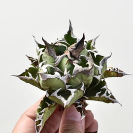 5月12日(日)20:00~】アガベの希少種！大白鯊、毒蛇、担克を販売