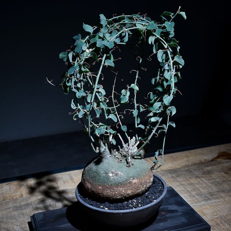 アデニアスピノーサ （発根済み）Lサイズ RF22663 | RAFLUM / ラフラム