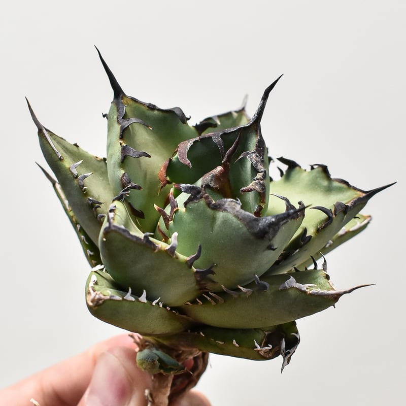 アガベ チタノタ 黒鯨 【台湾産/抜き苗】DG2400589 | RAFLUM