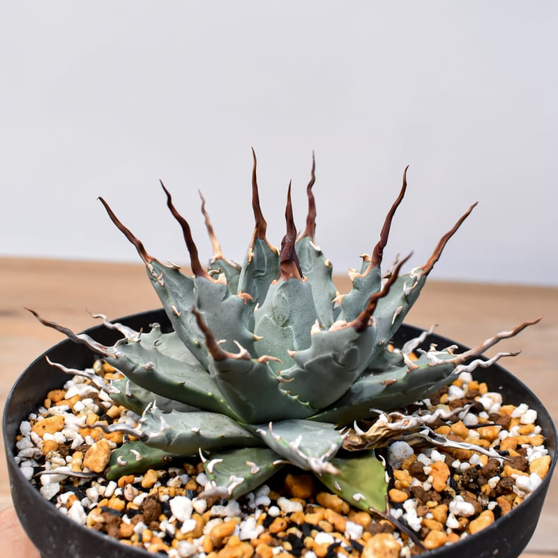 アガベ Dennis hybrid 妖炎X甲妖 /エボリスピナ×（イシスメンシス