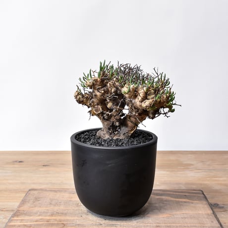 ピグマエア | STORES