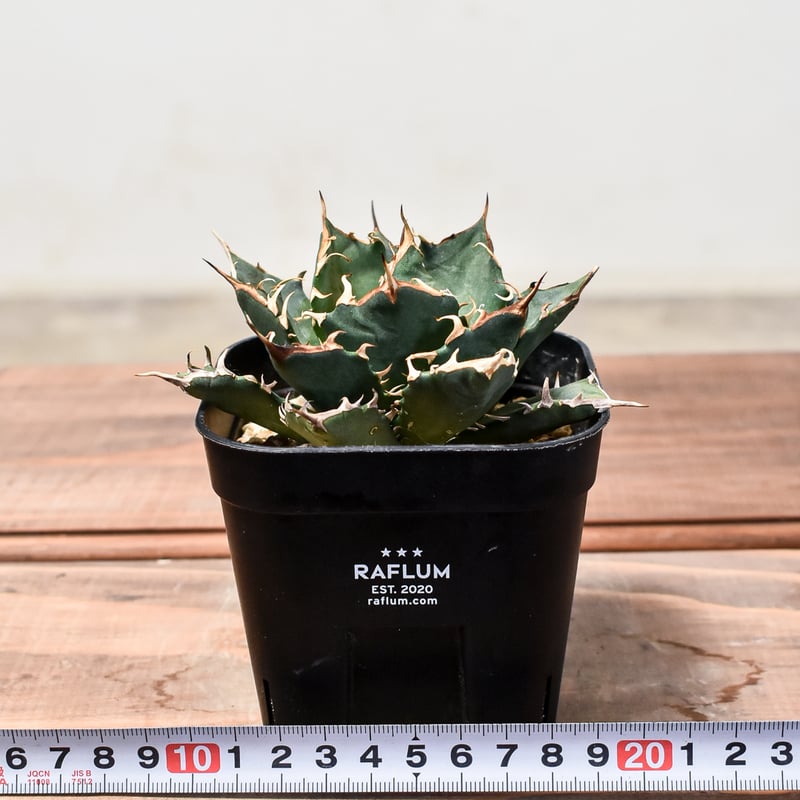 アガベ チタノタ 