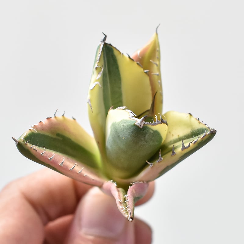 アガベ チタノタ スナグルトゥース 