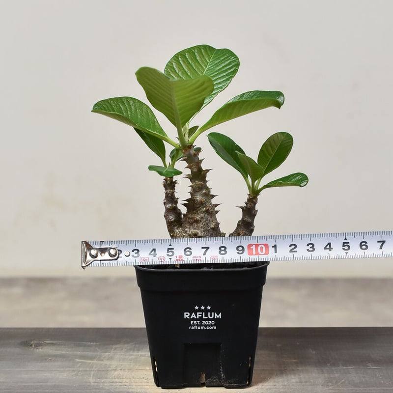 パキポディウム　バロニー×ウィンゾリー　国内実生 パキポディウム バロニー×ウィンゾリー 国内実生