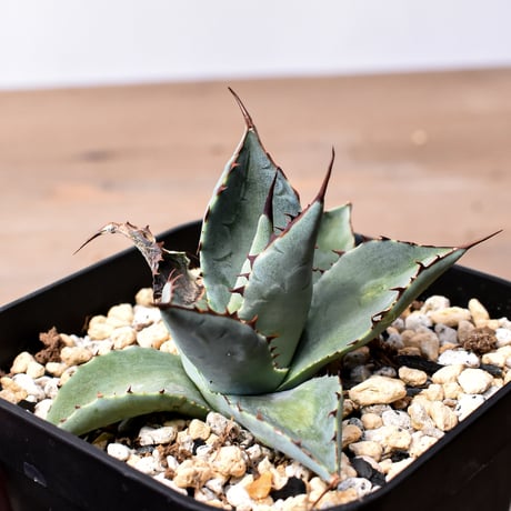 アガベ ハイブリット （パラサナ、イシスメンシス）× 曙光【台湾botanical_seeker産】D RF25011564