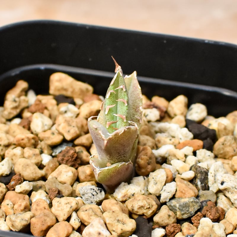 RAFLUM育成株 5個セット】アガベ Uriel oteroi seeding / ウリエ