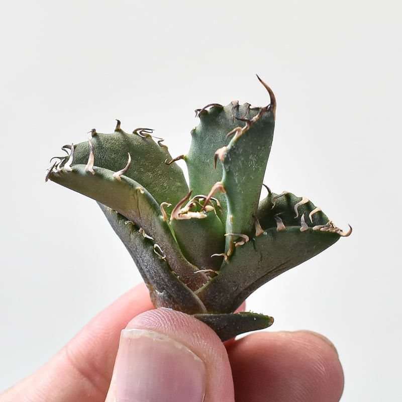 アガベ　チタノタ　寛葉厳龍　子株付き　抜き苗 アガベ チタノタ 寛葉厳龍 子株付き 抜き苗 アガベ チタノタ 寛葉厳龍