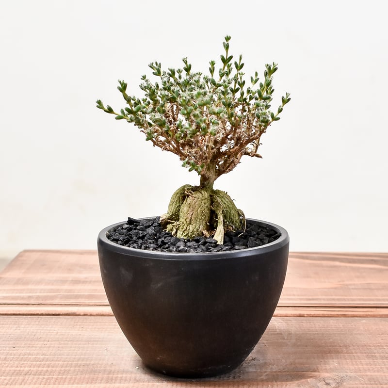 トリコディアデマ ブルボスム 