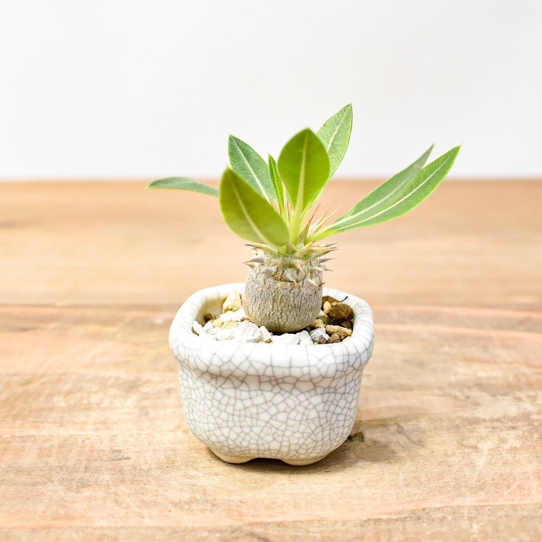 WACK” ON YOUR SIDE】パキポディウム マカイエンセ実生 WACK-A020