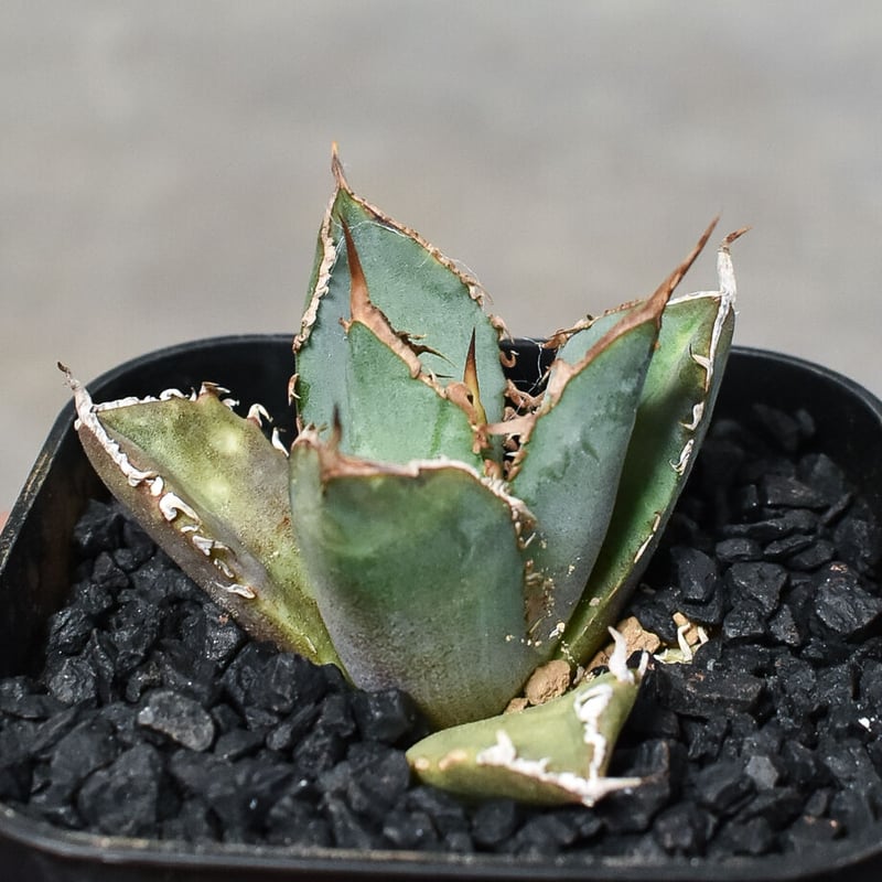 アガベ チタノタ 