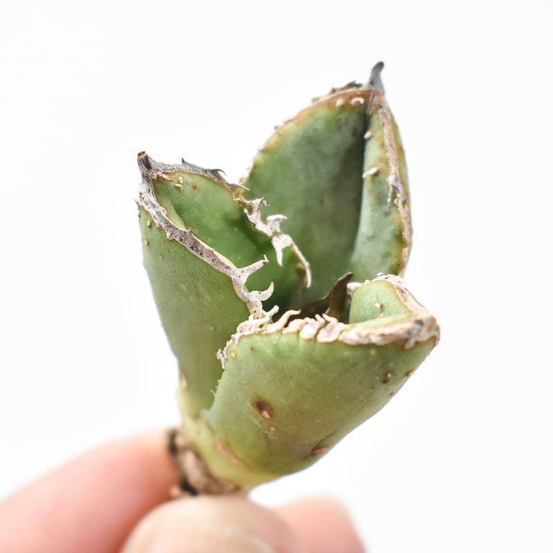 berlin産 アガベ チタノタ オテロイ ブツブツ 麻花 子株　発根済 berlin産 アガベ チタノタ オテロイ ブツブツ 麻花 子株