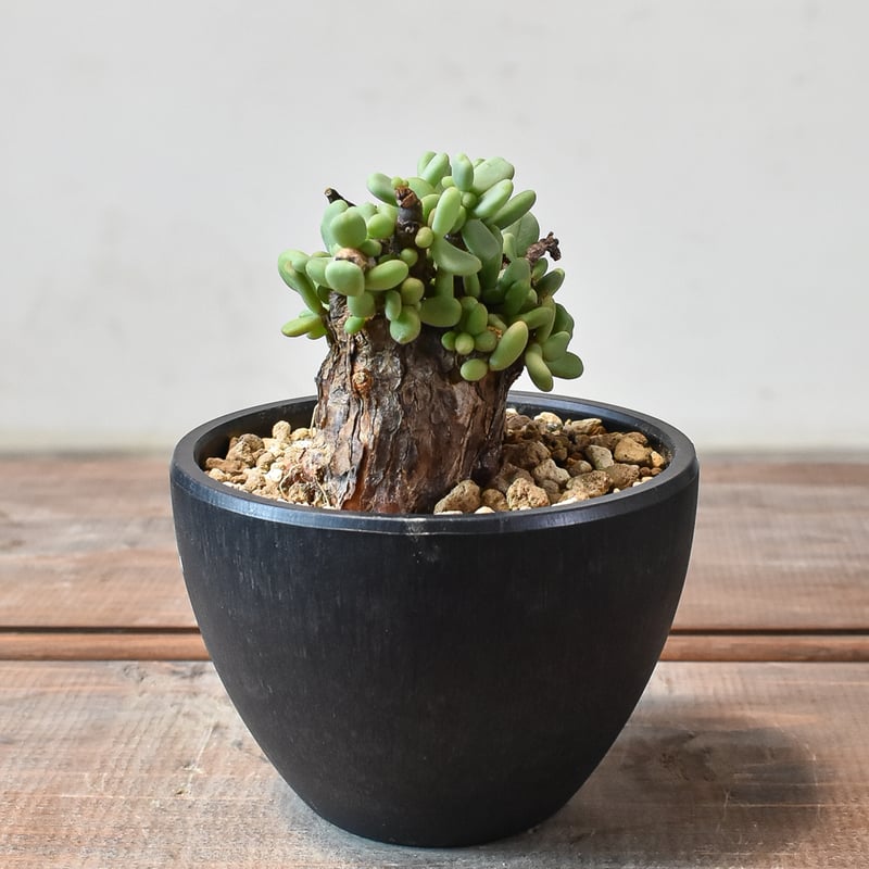 ケラリア ピグマエア 【発根済】T GM2402449 | RAFLUM