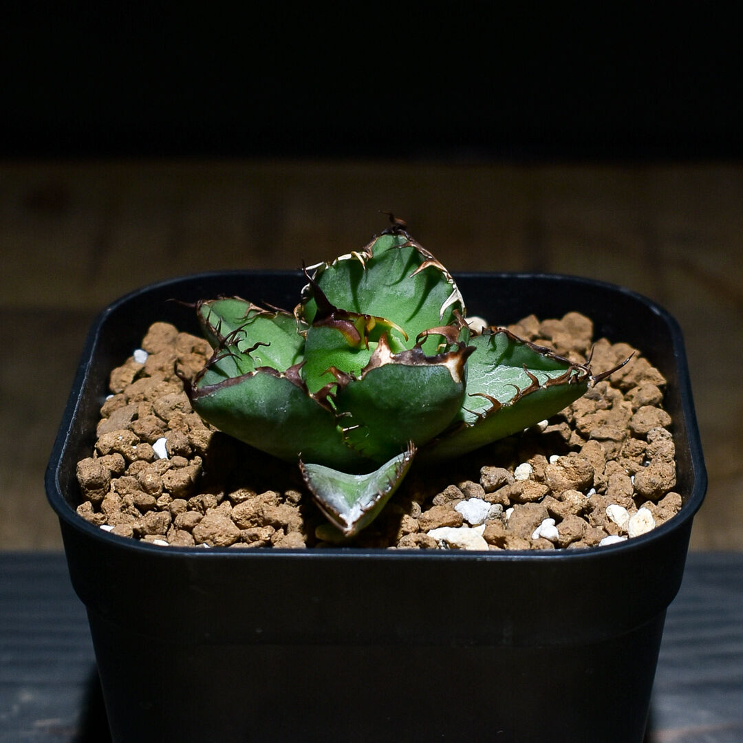 アガベ チタノタ ブラックアンドブルー 