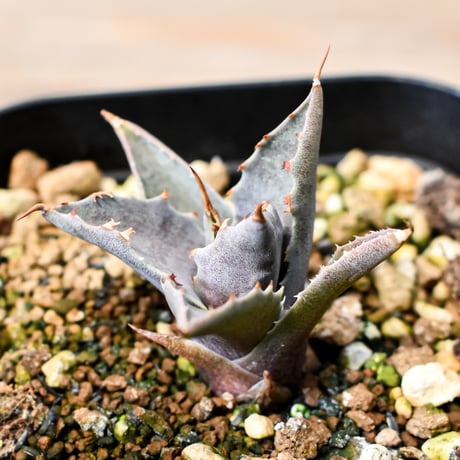 アガベ ハイブリット "邪霊" (特白肌怒雷神×血妖) 【台湾huplants2010産/子株販売】RF25012066