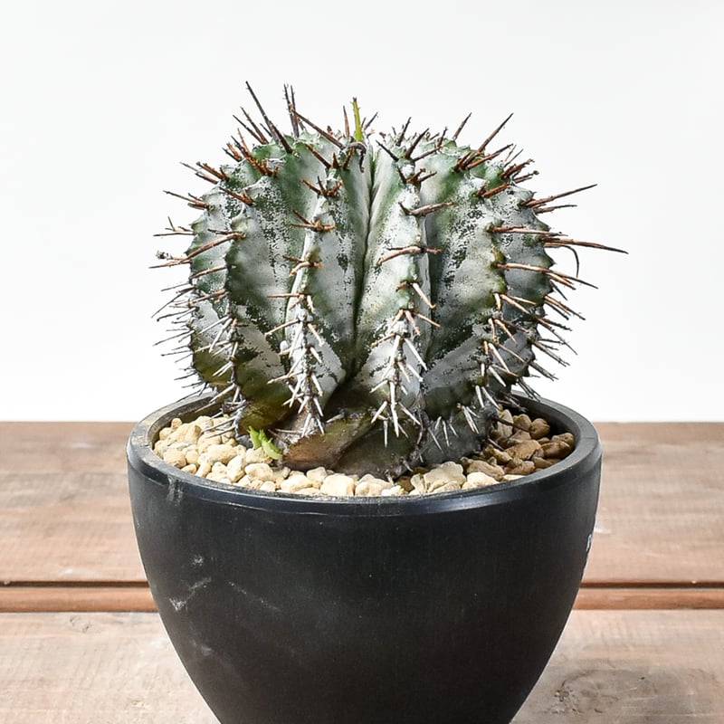 ユーフォルビア ホリダ 