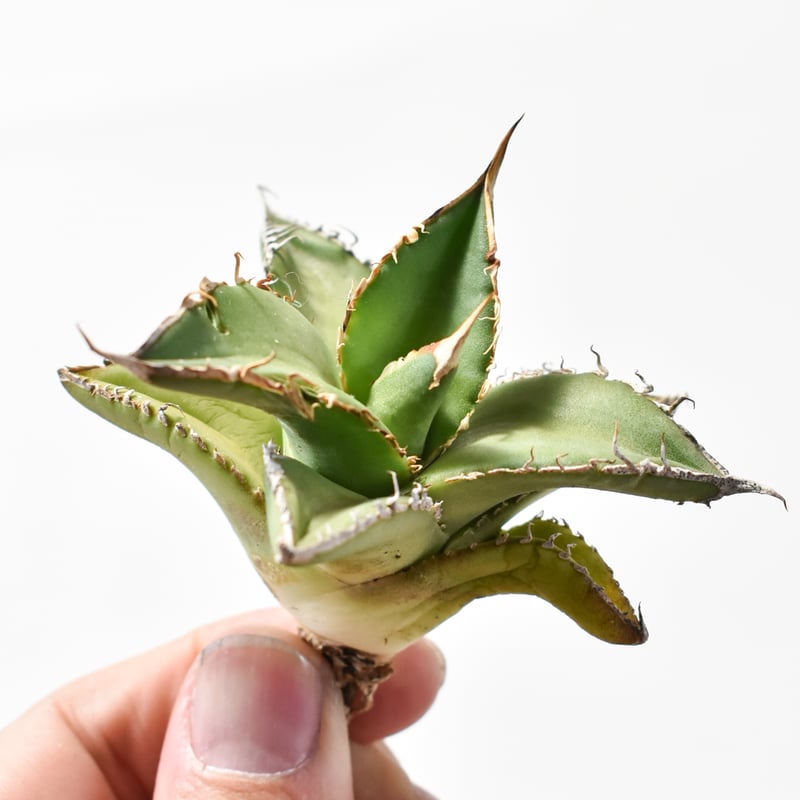 アガベ チタノタ ハイブリッド 黑帝斯(ハデス)×姬嚴龍 【台湾